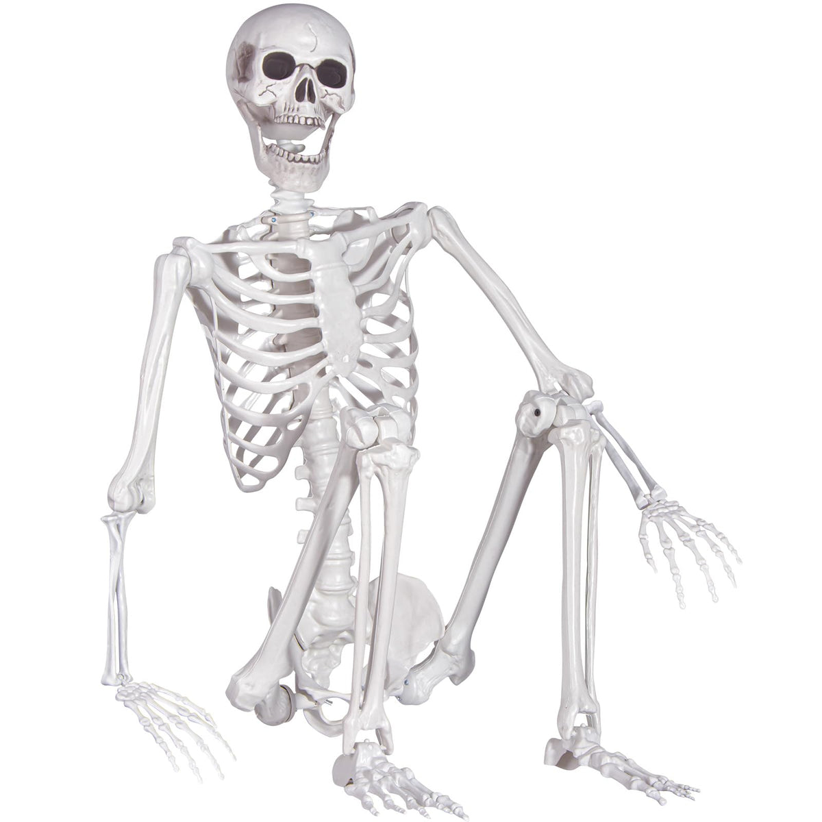Life Size Skeleton with Movable Joints M702790