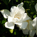 2 Gallon Fragrant White Blooms Flowering Evergreen Shrub C158708