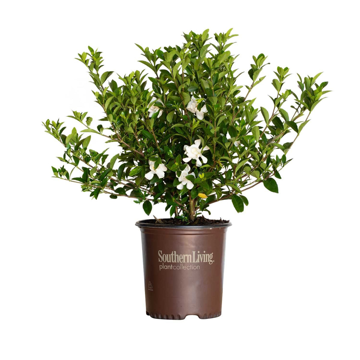 2 Gallon Fragrant White Blooms Flowering Evergreen Shrub C158708