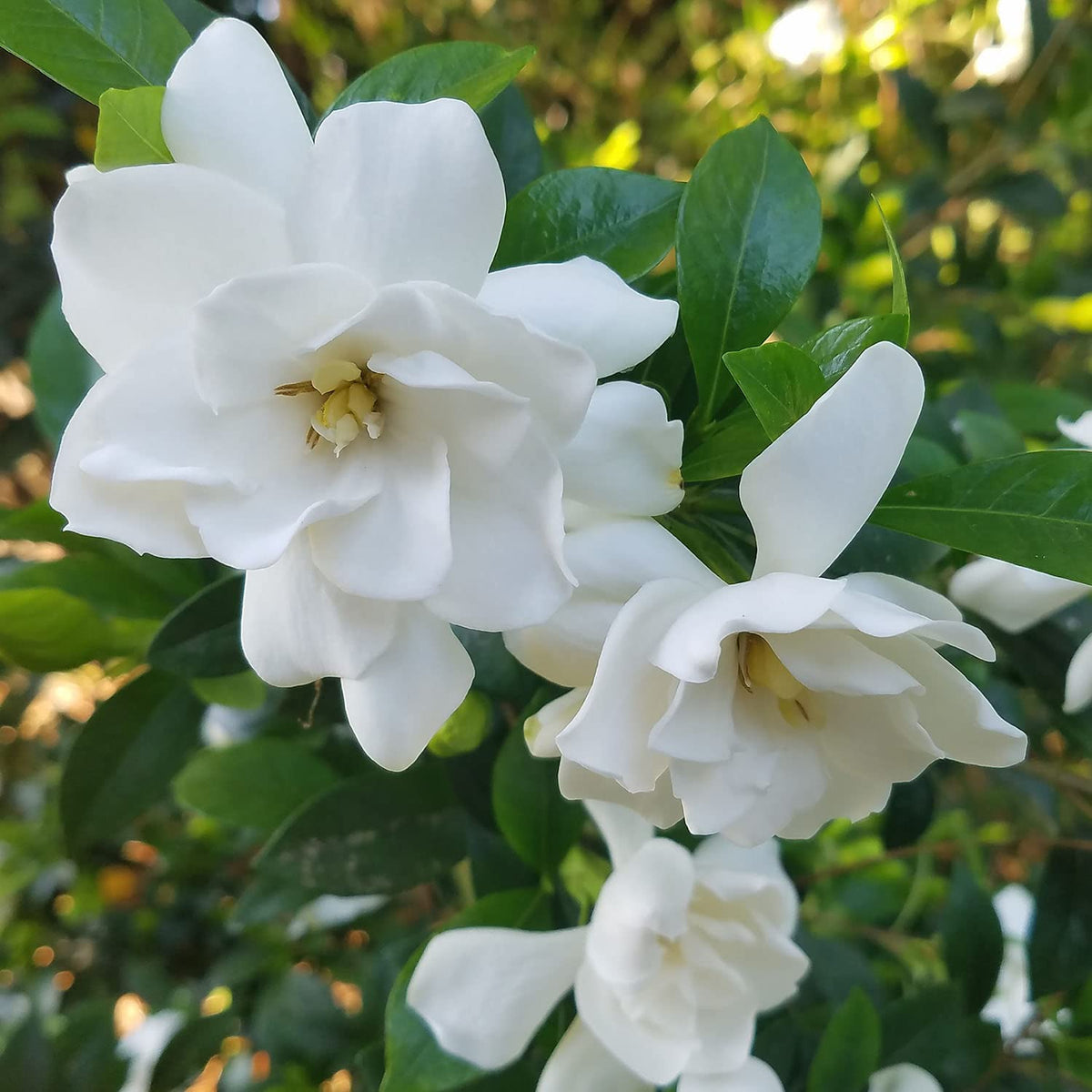 2 Gallon Fragrant White Blooms Flowering Evergreen Shrub C158708