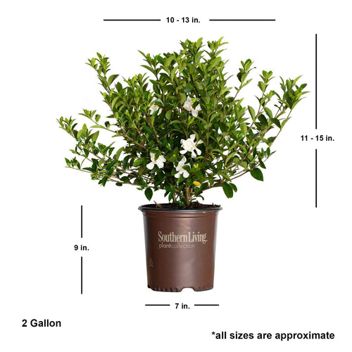 2 Gallon Fragrant White Blooms Flowering Evergreen Shrub C158708
