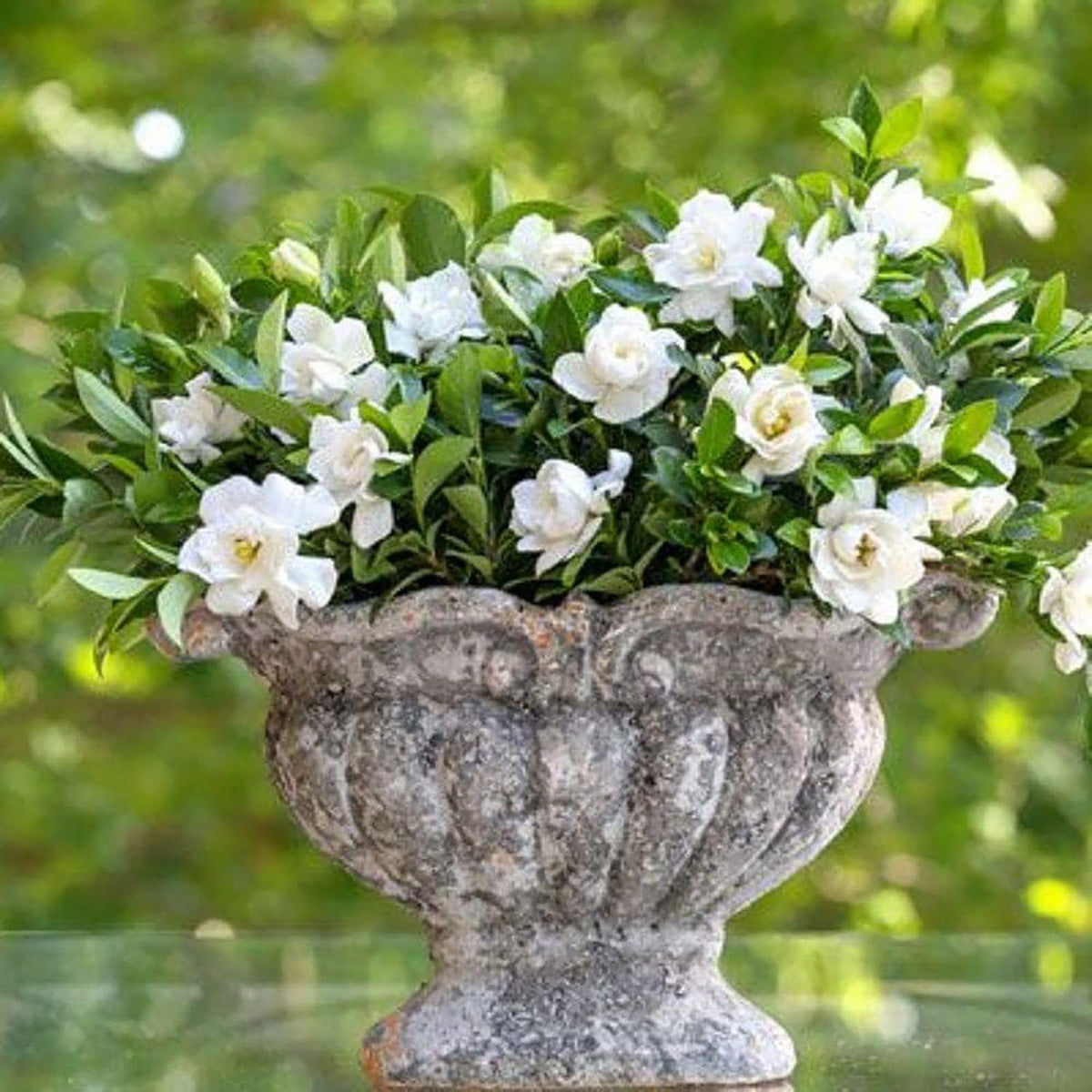 2 Gallon Fragrant White Blooms Flowering Evergreen Shrub C158708