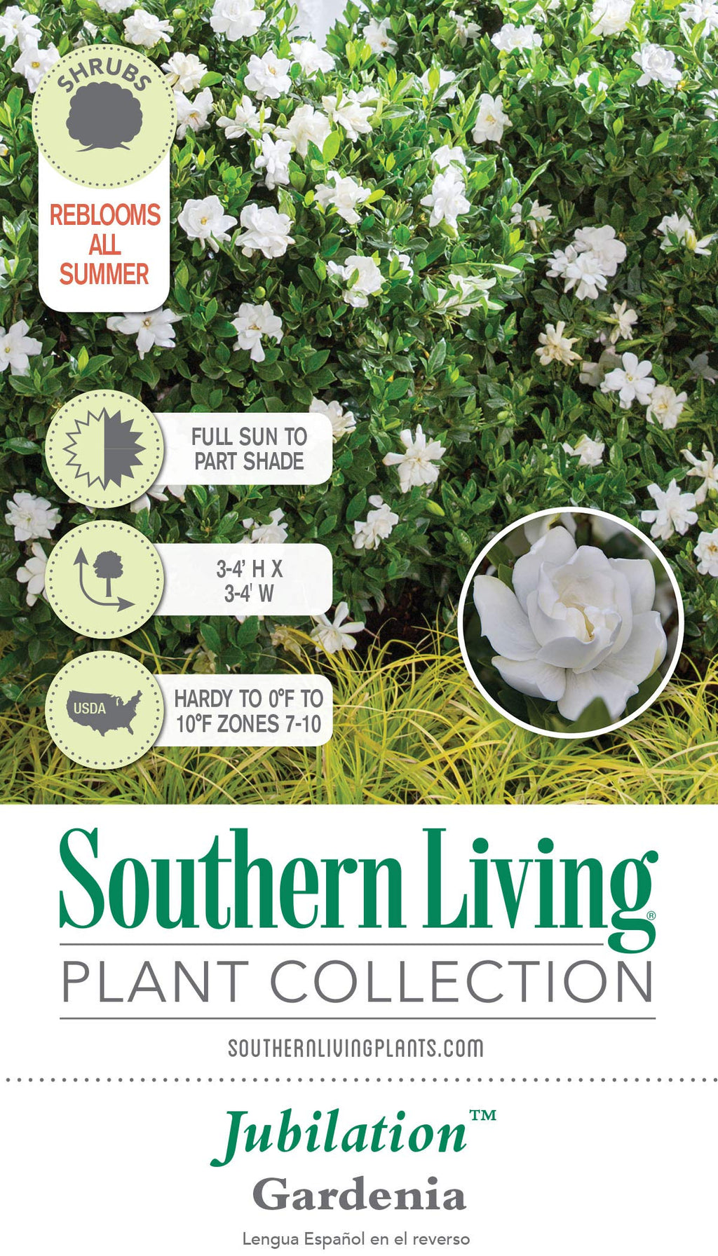 2 Gallon Fragrant White Blooms Flowering Evergreen Shrub C158708