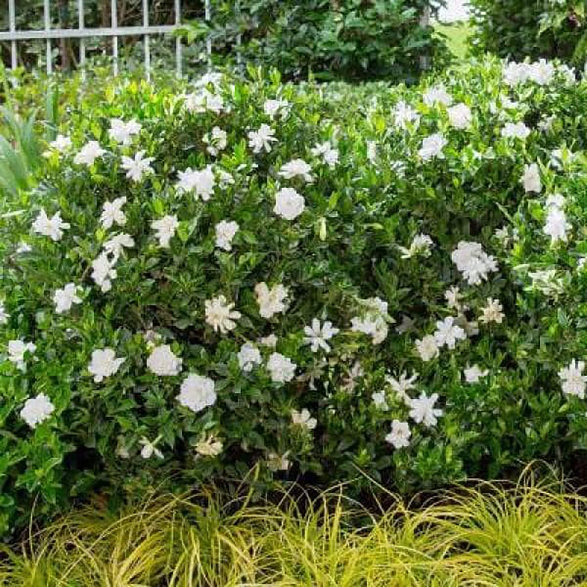 2 Gallon Fragrant White Blooms Flowering Evergreen Shrub C158708