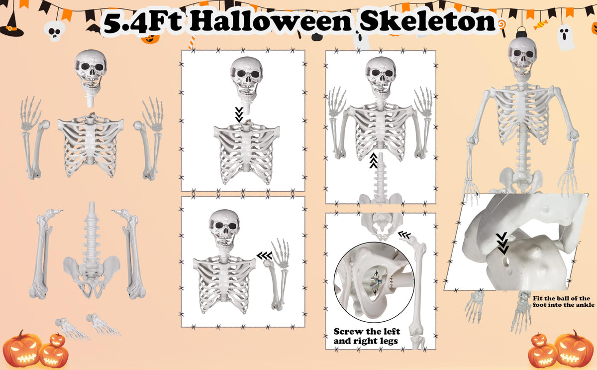 Life Size Skeleton with Movable Joints M702790
